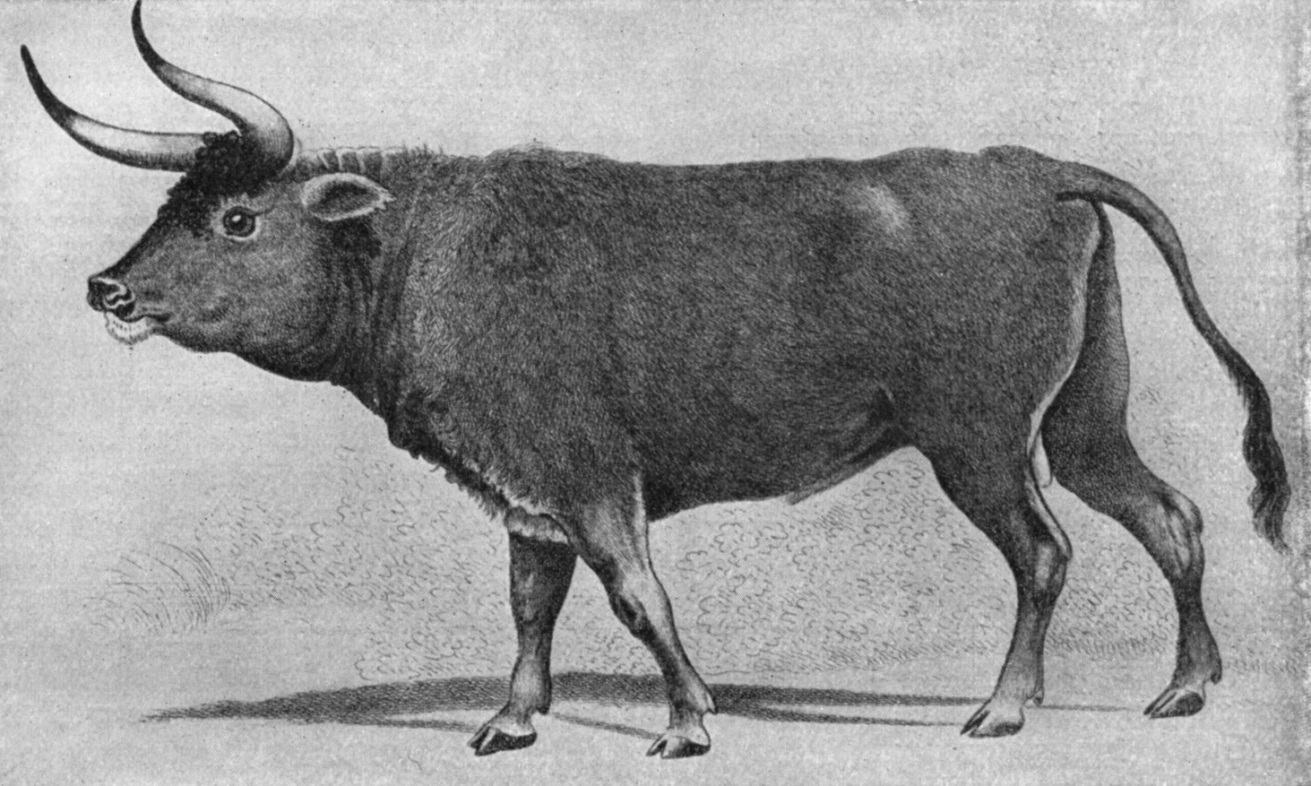 上图：16世纪的原牛（Aurochs）画像。原牛是一种已灭绝的野牛，是古代西亚和欧洲的重要猎物，最后一只于1627年在波兰灭绝。英文KJV译本根据七十士译本和武加大拉丁译本，把「R?'em/?????」（民二十三22）译为「独角兽 Unicorn」。19世纪瑞士动物学家Johann Ulrich Duerst根据阿卡德楔形文字中的同源字「Rimu」，辨别出「R?'em/?????」就是原牛，现在被普遍接受，所以现代译本一般译为「野牛」。