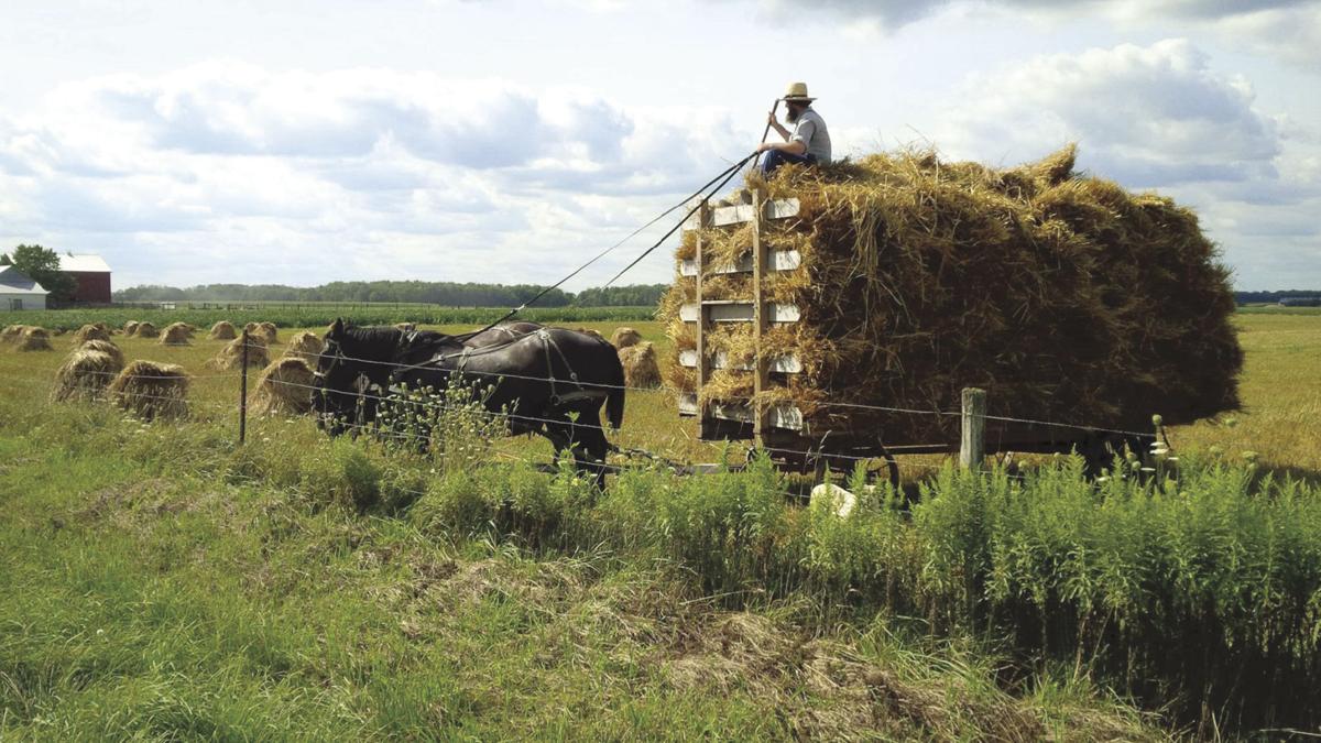 上图：阿米什人（Amish）用马车拉着「装满禾捆的车」（摩二13），非常沉重。